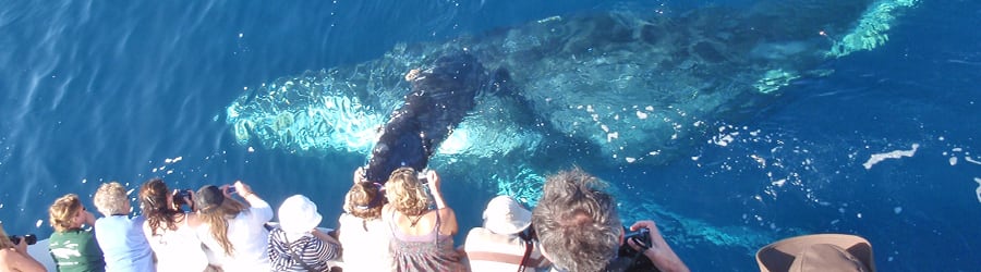 Ballenas jorobadas en el litoral brasileño: la temporada que mueve al mar entre julio y noviembre