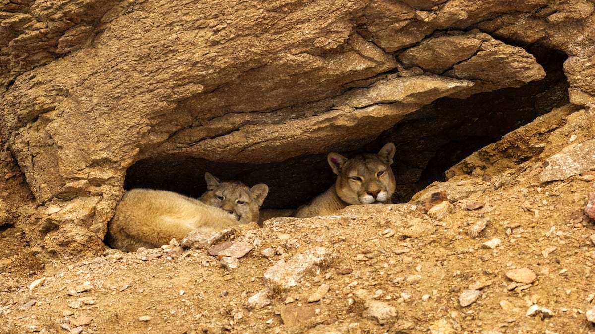 A la huella del puma: rastreadores salen antes del amanecer en la estepa santacruceña cuando la nieve todavía cuenta la historia