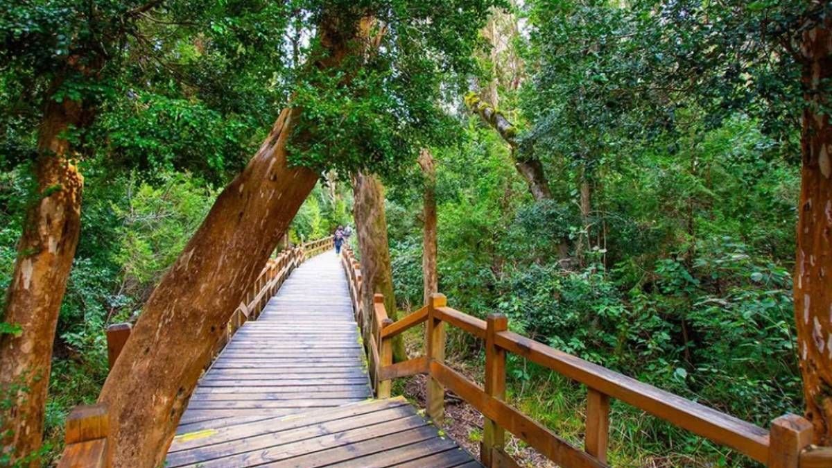 El bosque que el lago Nahuel Huapi esconde: la península de Quetrihué y sus arrayanes centenarios