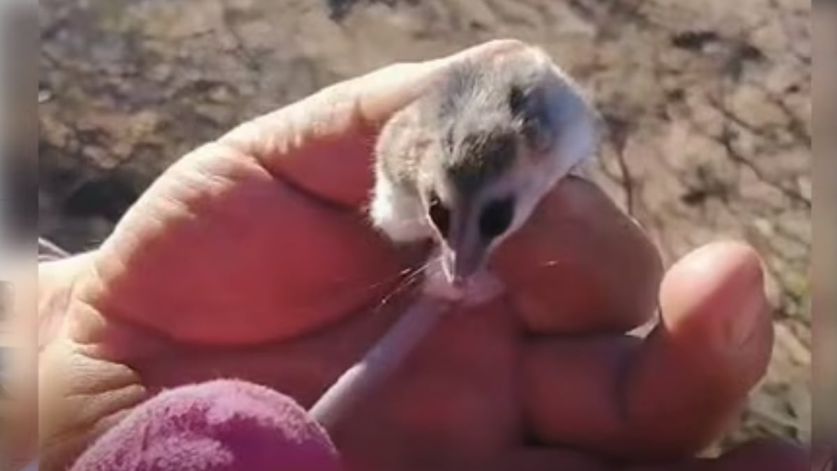 Una comadreja enana entre la leña y la decisión que tomó una familia de Cutral Co que puede servirle a cualquiera