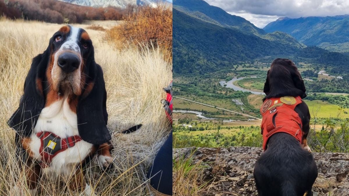 Humboldt, el basset hound que se ganó un lugar en los laboratorios de la Patagonia