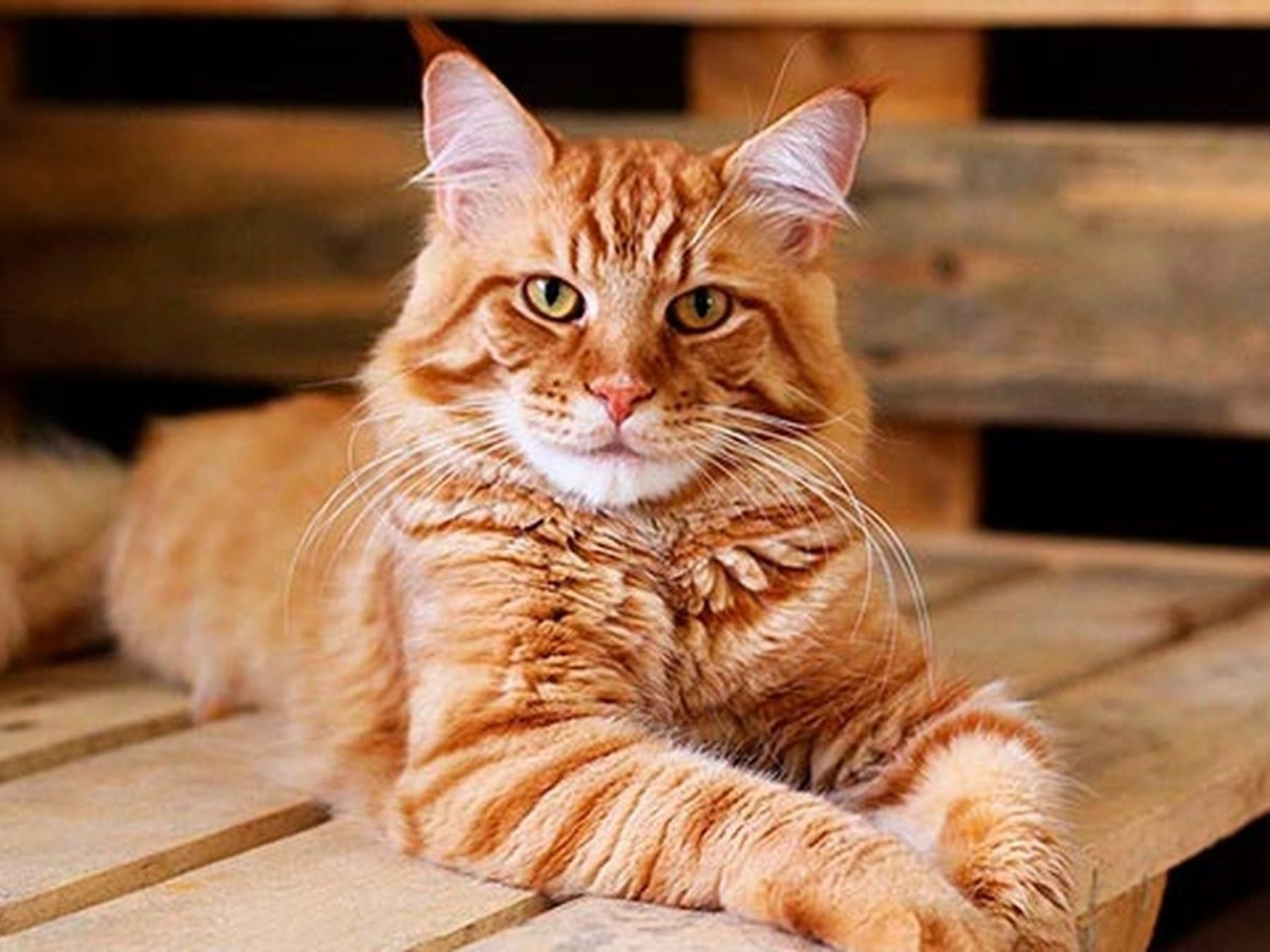 Gatos al hombro del living: la vida en departamento los posiciona como la otra mitad de las mascotas argentinas