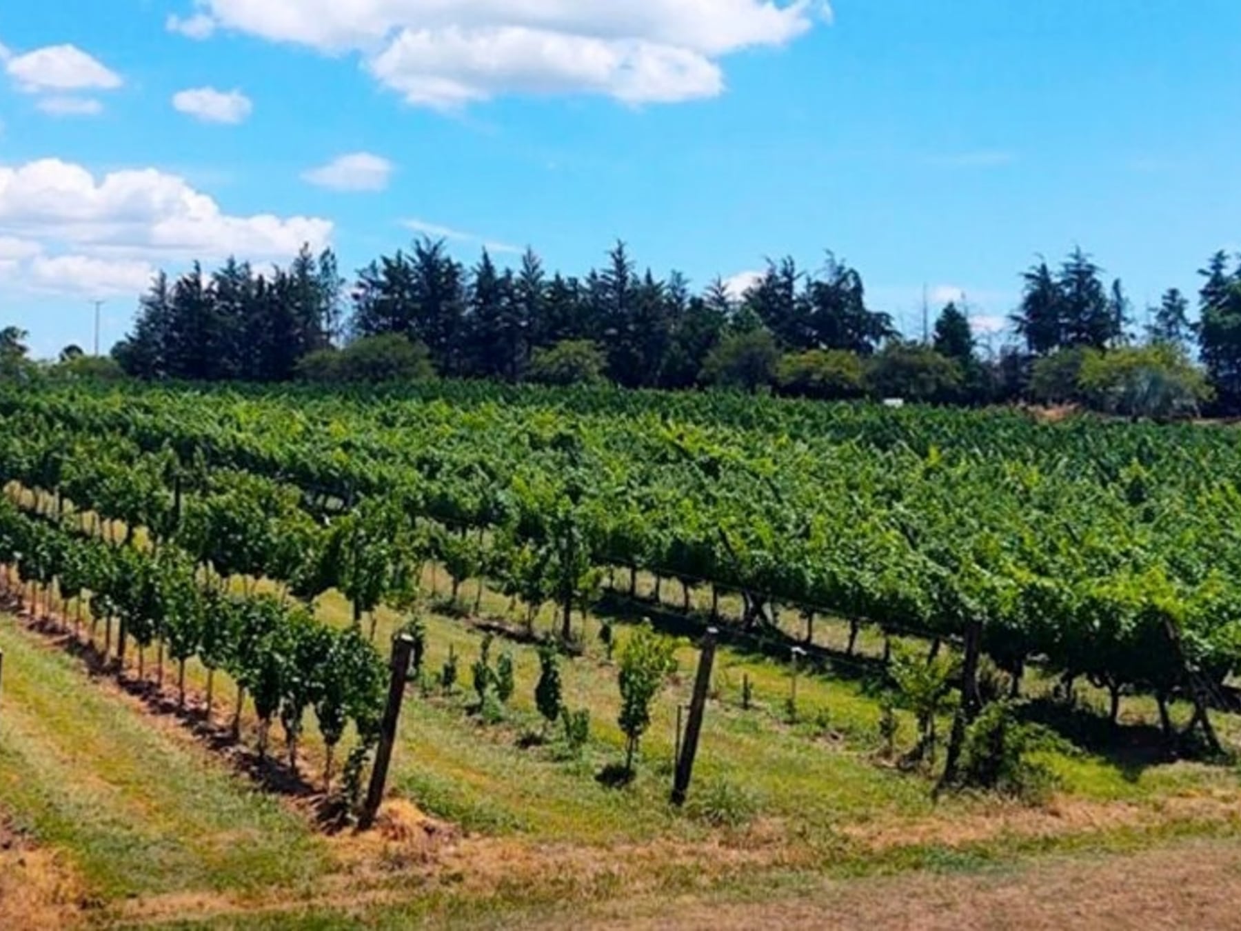 San José, la villa termal entrerriana que apuesta a sumar vino e historia en una misma escapada