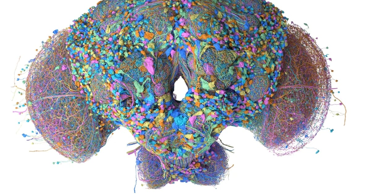 Le metieron el cerebro de una mosca a un joystick: la experiencia que mezcla biología y video
