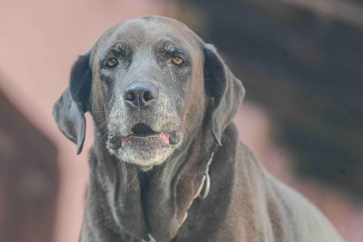 El Chaltén pone precio a las mascotas: cuánto sale registrarlas en módulos y por qué la cifra se mueve con la nafta