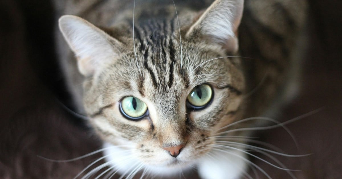 Un parásito que se pasea entre gatos y humanos: qué dice el estudio más grande hecho hasta hoy