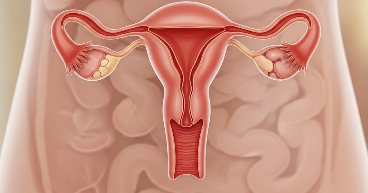 El ovario no se apaga: un estudio revela que sigue activo décadas después de la menopausia