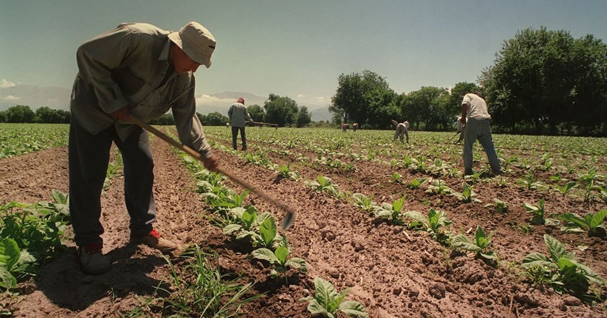 El campo sostiene por un año más el piso de asignaciones para los temporarios: qué cambia y a quiénes protege